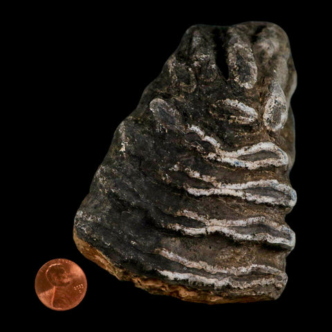 5.8" Columbian Mammoth Mammuthus Columbi Fossil Tooth Molar Pleistocene Age NC - Fossil Age Minerals
