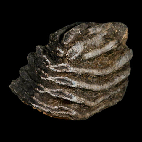 5.8" Columbian Mammoth Mammuthus Columbi Fossil Tooth Molar Pleistocene Age NC - Fossil Age Minerals