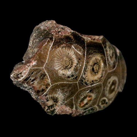 2.4" Polished Hexagonaria Coral Fossil Devonian Age 350 Million Yrs Old Morocco - Fossil Age Minerals