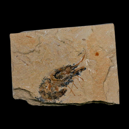 1.8" Fossil Shrimp Carpopenaeus Cretaceous Age 100 Mil Yrs Old Lebanon COA