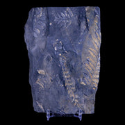5.2" Alethopteris Fern Plant Leaf Fossil Carboniferous Age Llewellyn FM ST Clair, PA