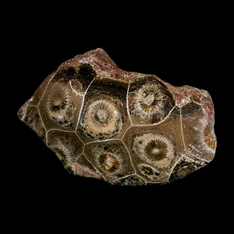 2.4" Polished Hexagonaria Coral Fossil Devonian Age 350 Million Yrs Old Morocco - Fossil Age Minerals