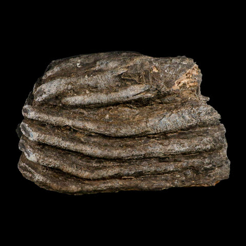 5.8" Columbian Mammoth Mammuthus Columbi Fossil Tooth Molar Pleistocene Age NC - Fossil Age Minerals