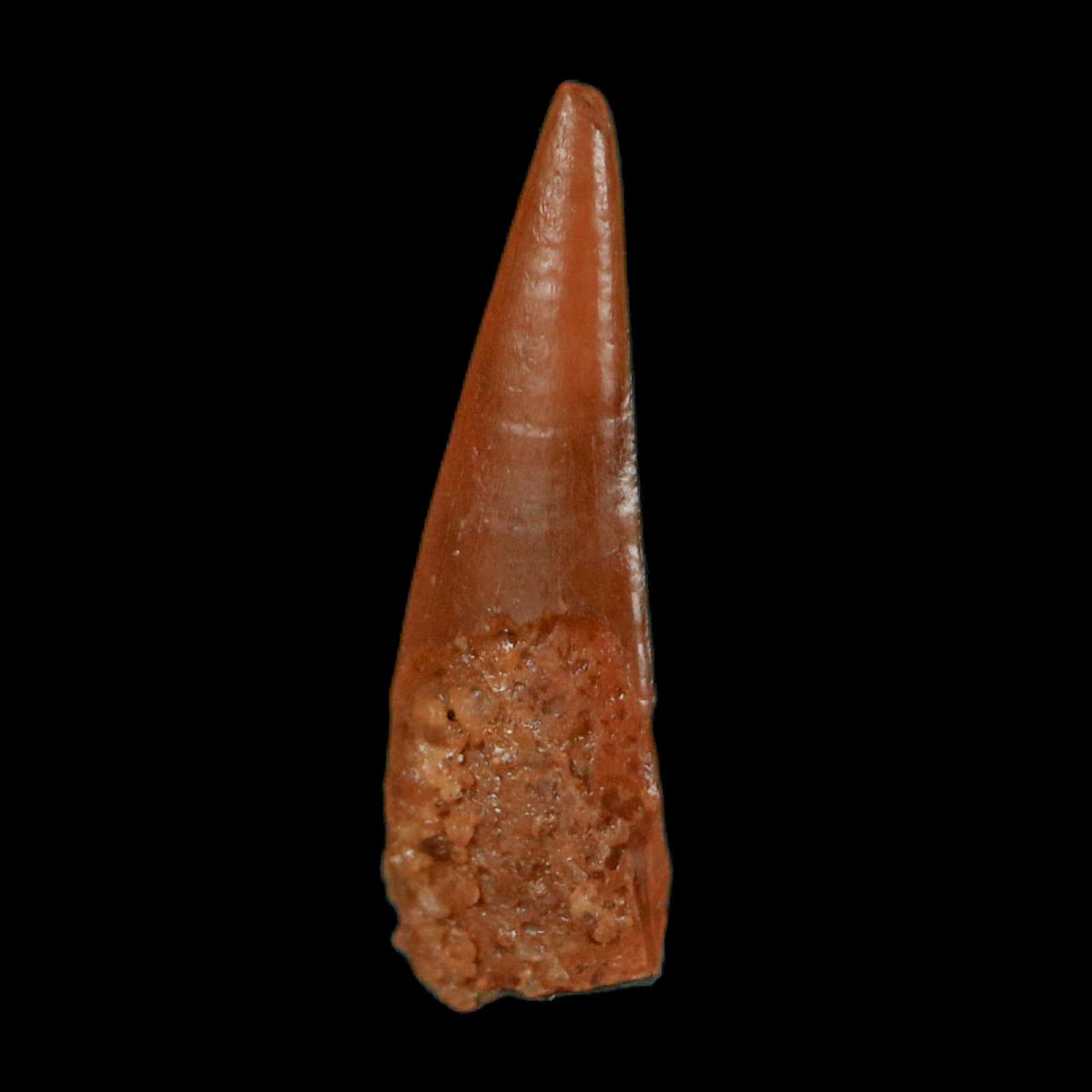 0.6" Pterosaur Coloborhynchus Fossil Tooth Upper Cretaceous Morocco COA, Display - Fossil Age Minerals
