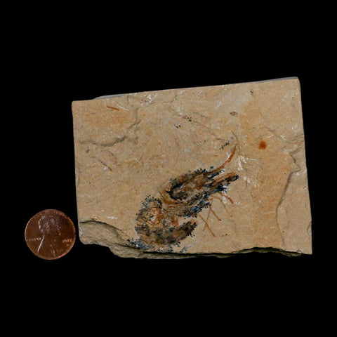 1.8" Fossil Shrimp Carpopenaeus Cretaceous Age 100 Mil Yrs Old Lebanon COA - Fossil Age Minerals