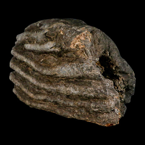 5.8" Columbian Mammoth Mammuthus Columbi Fossil Tooth Molar Pleistocene Age NC - Fossil Age Minerals