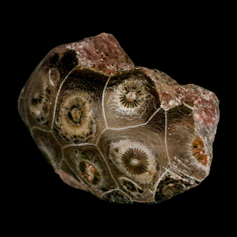 2.4" Polished Hexagonaria Coral Fossil Devonian Age 350 Million Yrs Old Morocco - Fossil Age Minerals