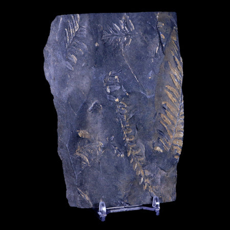 5.2" Alethopteris Fern Plant Leaf Fossil Carboniferous Age Llewellyn FM ST Clair, PA
