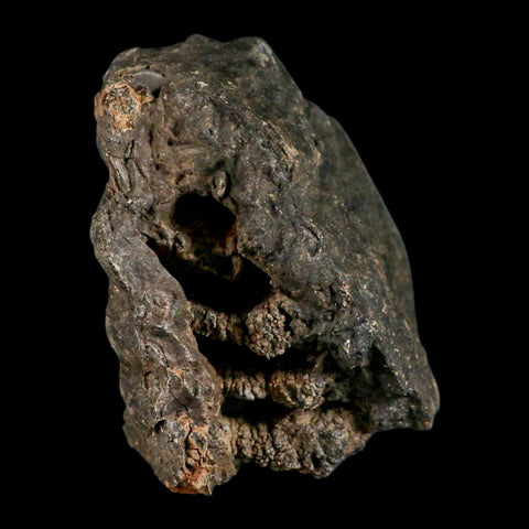 5.8" Columbian Mammoth Mammuthus Columbi Fossil Tooth Molar Pleistocene Age NC - Fossil Age Minerals