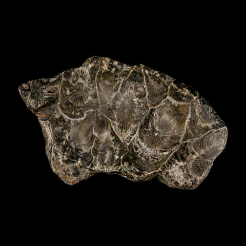 2.4" Polished Hexagonaria Coral Fossil Devonian Age 350 Million Yrs Old Morocco - Fossil Age Minerals