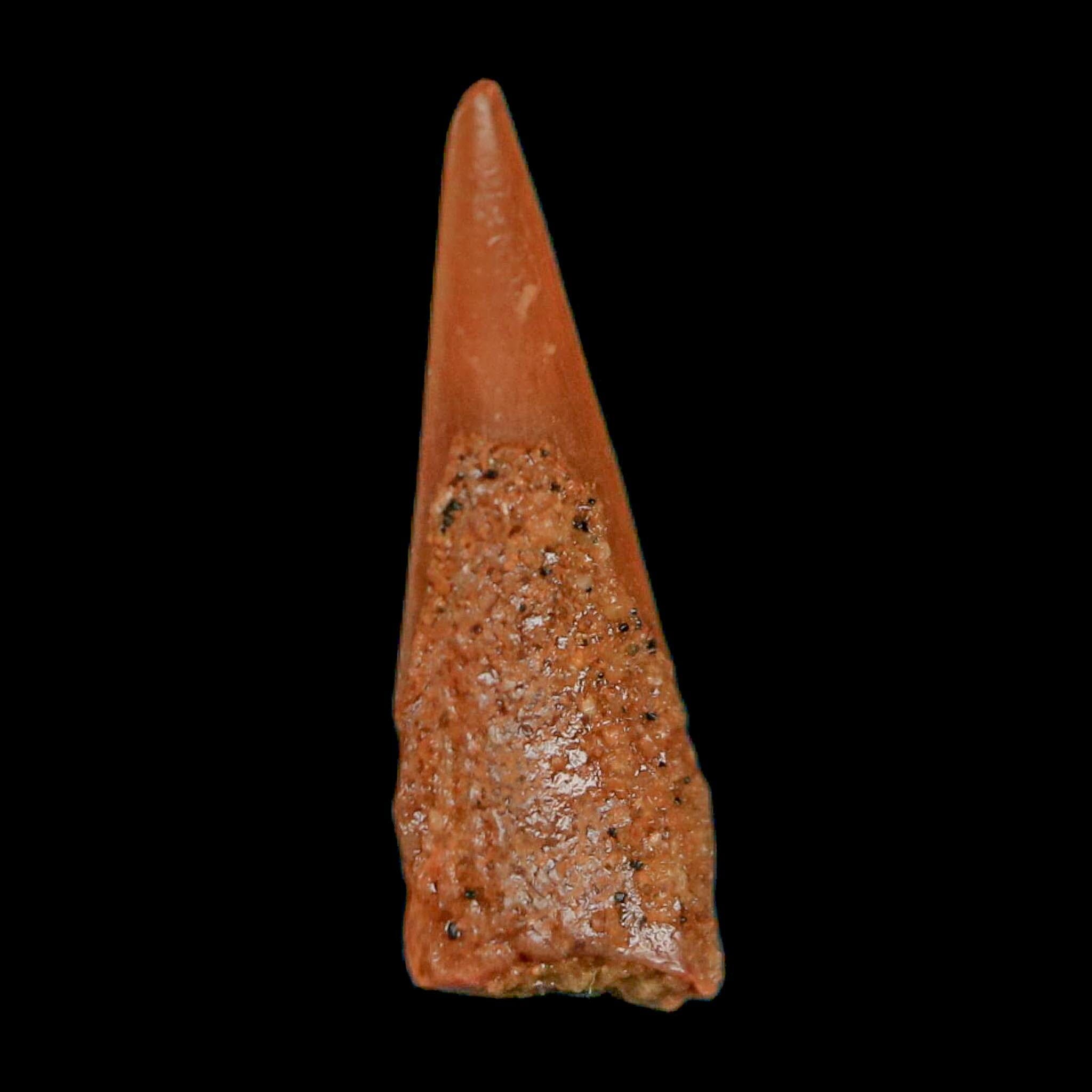 0.6" Pterosaur Coloborhynchus Fossil Tooth Upper Cretaceous Morocco COA, Display - Fossil Age Minerals