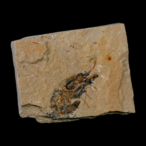 1.8" Fossil Shrimp Carpopenaeus Cretaceous Age 100 Mil Yrs Old Lebanon COA - Fossil Age Minerals