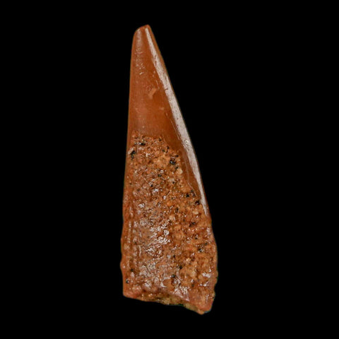 0.6" Pterosaur Coloborhynchus Fossil Tooth Upper Cretaceous Morocco COA, Display - Fossil Age Minerals