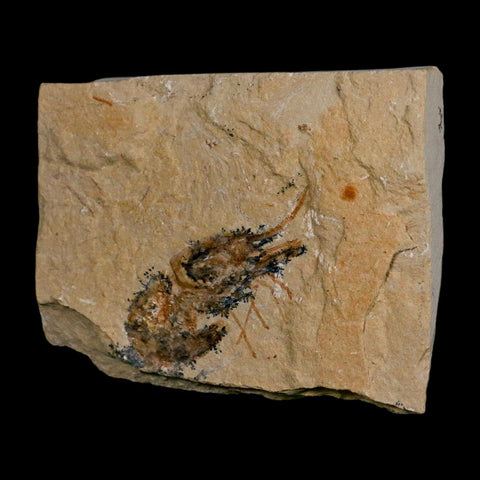 1.8" Fossil Shrimp Carpopenaeus Cretaceous Age 100 Mil Yrs Old Lebanon COA - Fossil Age Minerals