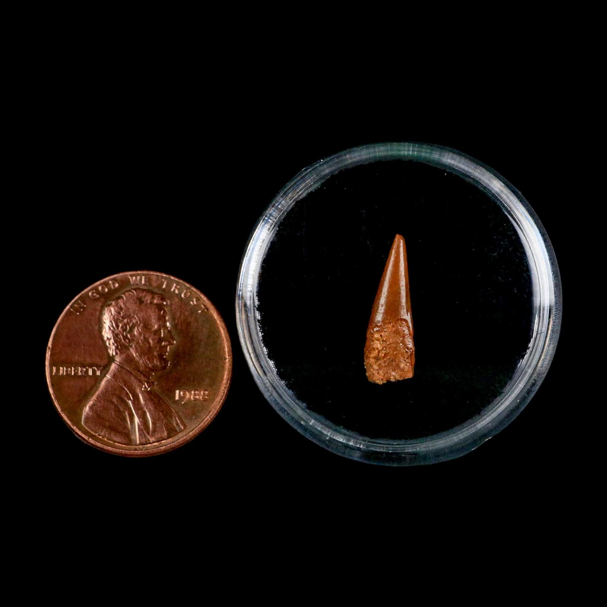 0.6" Pterosaur Coloborhynchus Fossil Tooth Upper Cretaceous Morocco COA, Display - Fossil Age Minerals