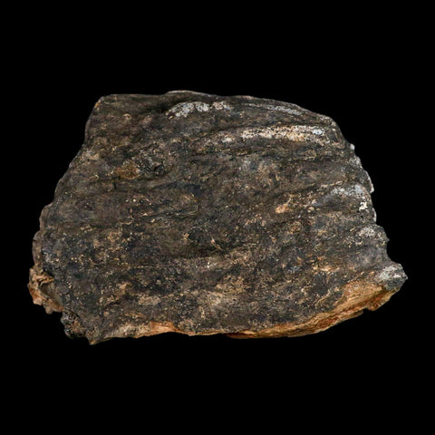 5.8" Columbian Mammoth Mammuthus Columbi Fossil Tooth Molar Pleistocene Age NC - Fossil Age Minerals