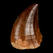 1.4" Mosasaur Prognathodon Fossil Tooth Cretaceous Dinosaur Era COA, Stand