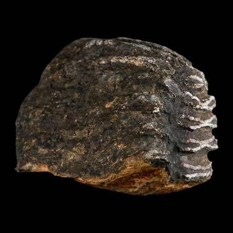5.8" Columbian Mammoth Mammuthus Columbi Fossil Tooth Molar Pleistocene Age NC - Fossil Age Minerals