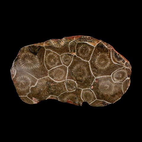 3" Polished Hexagonaria Coral Fossil Devonian Age 350 Million Yrs Old Morocco - Fossil Age Minerals