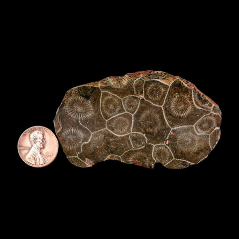 3" Polished Hexagonaria Coral Fossil Devonian Age 350 Million Yrs Old Morocco - Fossil Age Minerals