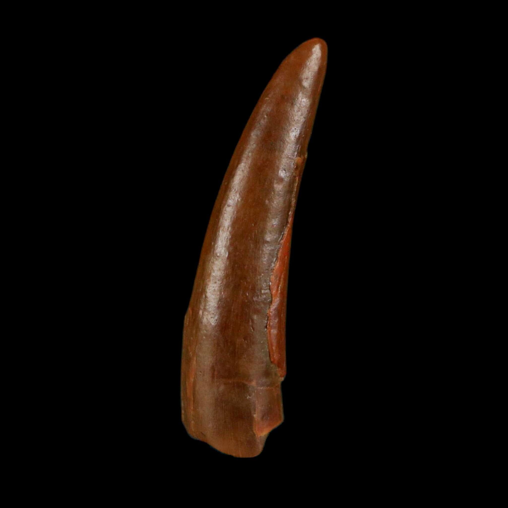 0.7" Pterosaur Coloborhynchus Fossil Tooth Upper Cretaceous Morocco COA, Display - Fossil Age Minerals