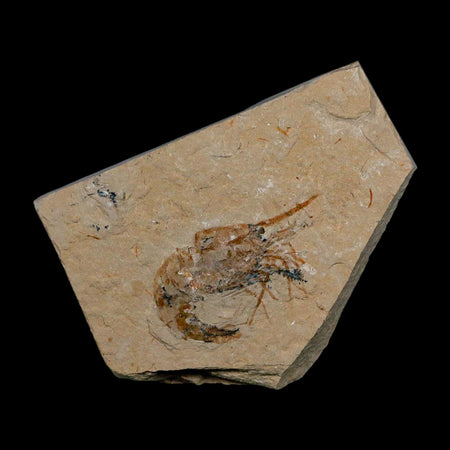 1.6" Fossil Shrimp Carpopenaeus Cretaceous Age 100 Mil Yrs Old Lebanon COA