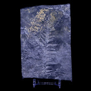 4.9" Alethopteris Fern Plant Leaf Fossil Carboniferous Age Llewellyn FM ST Clair, PA