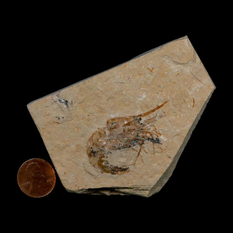 1.6" Fossil Shrimp Carpopenaeus Cretaceous Age 100 Mil Yrs Old Lebanon COA - Fossil Age Minerals