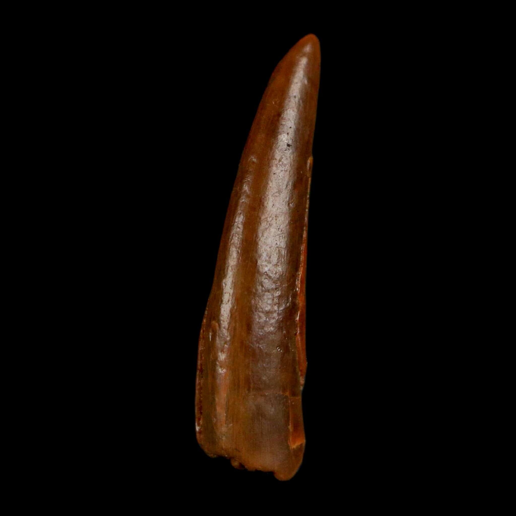0.7" Pterosaur Coloborhynchus Fossil Tooth Upper Cretaceous Morocco COA, Display - Fossil Age Minerals
