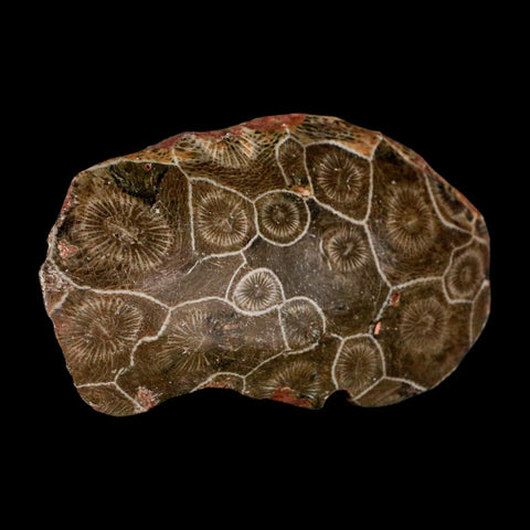 3" Polished Hexagonaria Coral Fossil Devonian Age 350 Million Yrs Old Morocco - Fossil Age Minerals
