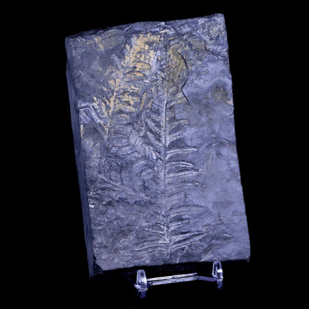 4.9" Alethopteris Fern Plant Leaf Fossil Carboniferous Age Llewellyn FM ST Clair, PA