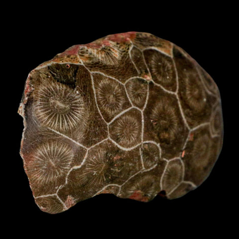 3" Polished Hexagonaria Coral Fossil Devonian Age 350 Million Yrs Old Morocco - Fossil Age Minerals