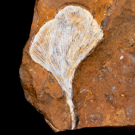 2.2" Detailed Ginkgo Cranei Fossil Plant Leaf Morton County, ND Paleocene Age COA