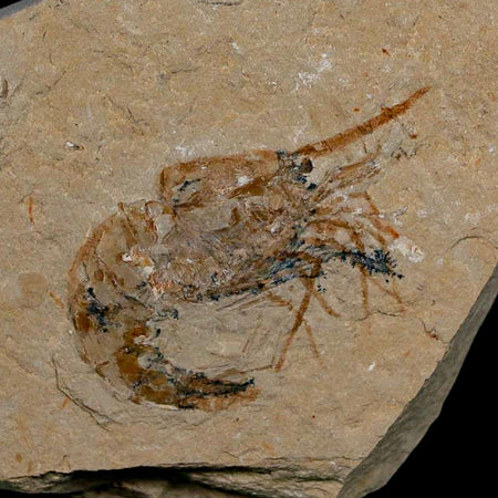 1.6" Fossil Shrimp Carpopenaeus Cretaceous Age 100 Mil Yrs Old Lebanon COA