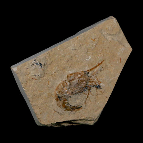 1.6" Fossil Shrimp Carpopenaeus Cretaceous Age 100 Mil Yrs Old Lebanon COA - Fossil Age Minerals