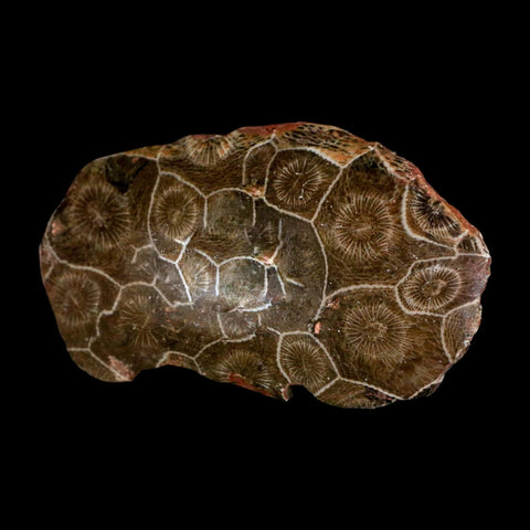 3" Polished Hexagonaria Coral Fossil Devonian Age 350 Million Yrs Old Morocco - Fossil Age Minerals