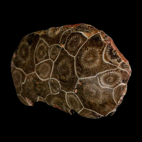 3" Polished Hexagonaria Coral Fossil Devonian Age 350 Million Yrs Old Morocco - Fossil Age Minerals