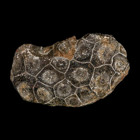 3" Polished Hexagonaria Coral Fossil Devonian Age 350 Million Yrs Old Morocco - Fossil Age Minerals