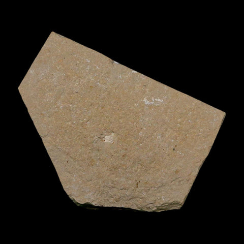 1.6" Fossil Shrimp Carpopenaeus Cretaceous Age 100 Mil Yrs Old Lebanon COA - Fossil Age Minerals