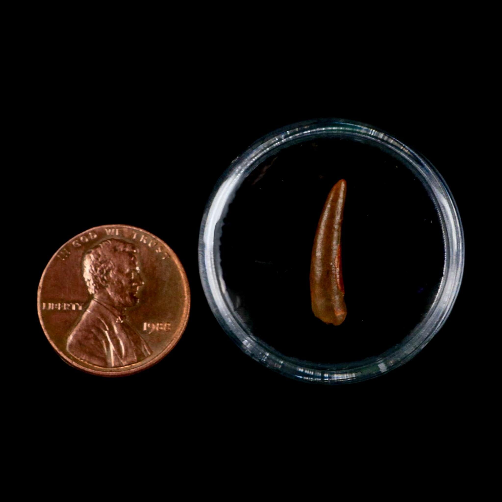 0.7" Pterosaur Coloborhynchus Fossil Tooth Upper Cretaceous Morocco COA, Display - Fossil Age Minerals