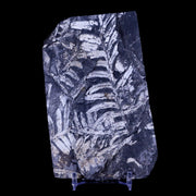4.8" Alethopteris Fern Plant Leaf Fossil Carboniferous Age Llewellyn FM ST Clair, PA