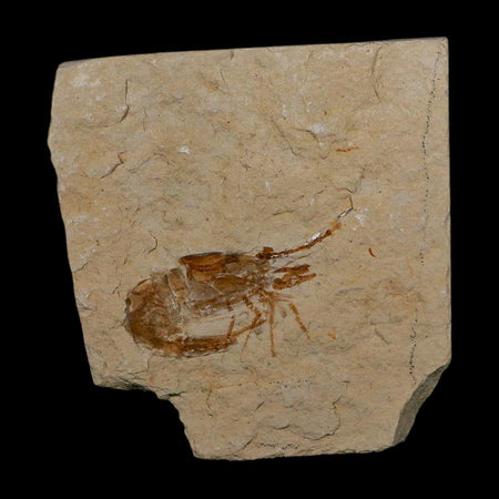 1.4" Fossil Shrimp Carpopenaeus Cretaceous Age 100 Mil Yrs Old Lebanon COA
