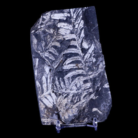 4.8" Alethopteris Fern Plant Leaf Fossil Carboniferous Age Llewellyn FM ST Clair, PA