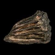 7" Columbian Mammoth Mammuthus Columbi Fossil Tooth Molar Pleistocene Age NC