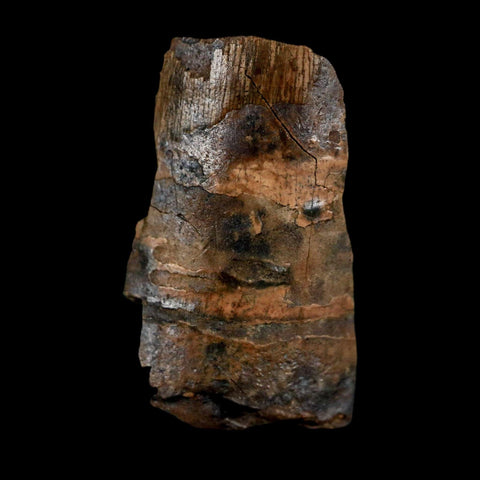 0.8" Tyrannosaurus Rex Fossil Tooth Section Dinosaur Lance Creek Formation WY COA - Fossil Age Minerals