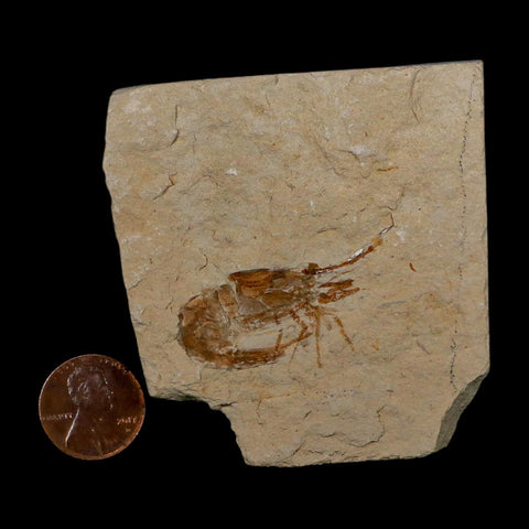 1.4" Fossil Shrimp Carpopenaeus Cretaceous Age 100 Mil Yrs Old Lebanon COA - Fossil Age Minerals