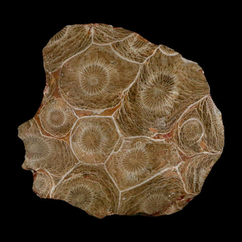 2.4" Polished Hexagonaria Coral Fossil Devonian Age 350 Million Yrs Old Morocco - Fossil Age Minerals
