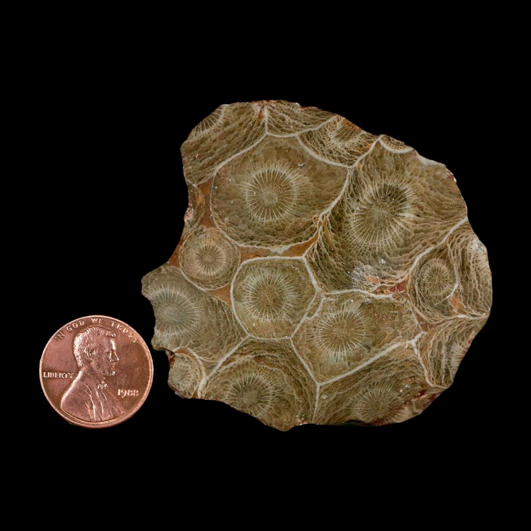 2.4" Polished Hexagonaria Coral Fossil Devonian Age 350 Million Yrs Old Morocco - Fossil Age Minerals