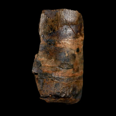 0.8" Tyrannosaurus Rex Fossil Tooth Section Dinosaur Lance Creek Formation WY COA - Fossil Age Minerals