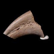 0.6" Raptor Dinosaur Fossil Hand Claw Hell Creek FM Cretaceous Montana COA Display